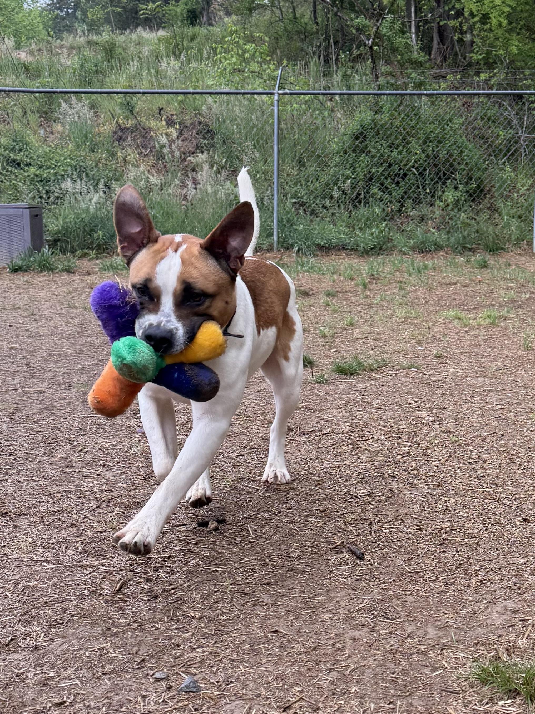 Marcelle Ledbetter, a ADOPTABLE mixed breed in Marshall, NC image 6/6
