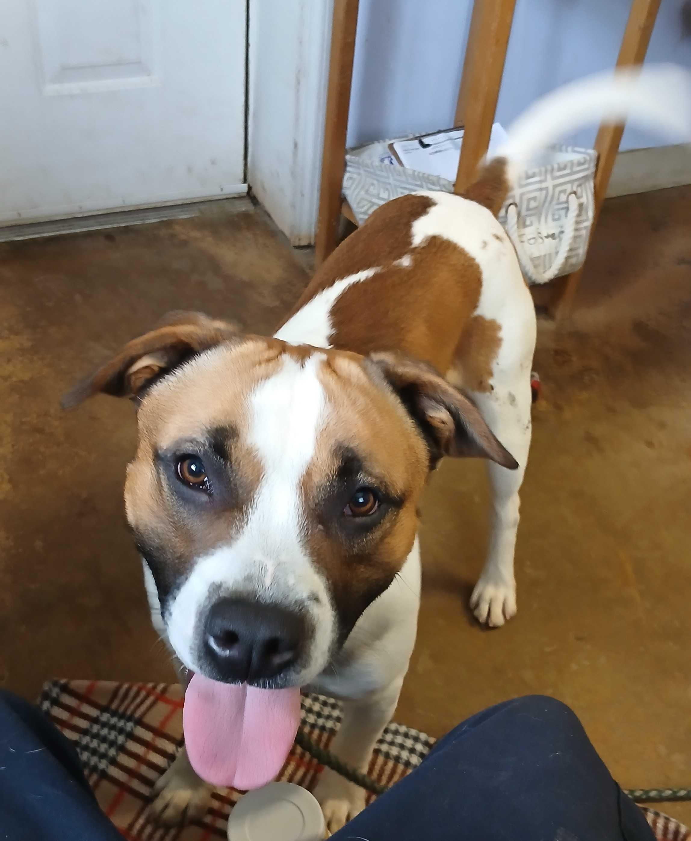 Enlarge Marcelle Ledbetter, a ADOPTABLE mixed breed in Marshall, NC image 1/6