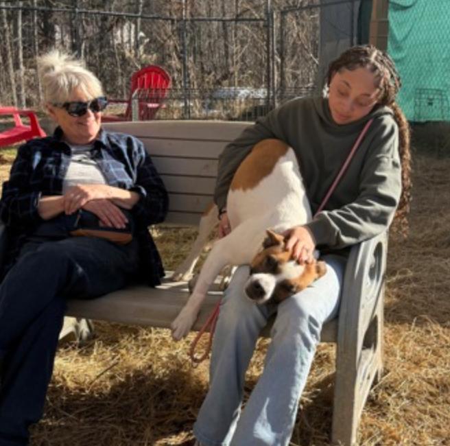 Marcelle Ledbetter, a ADOPTABLE mixed breed in Marshall, NC image 3/6