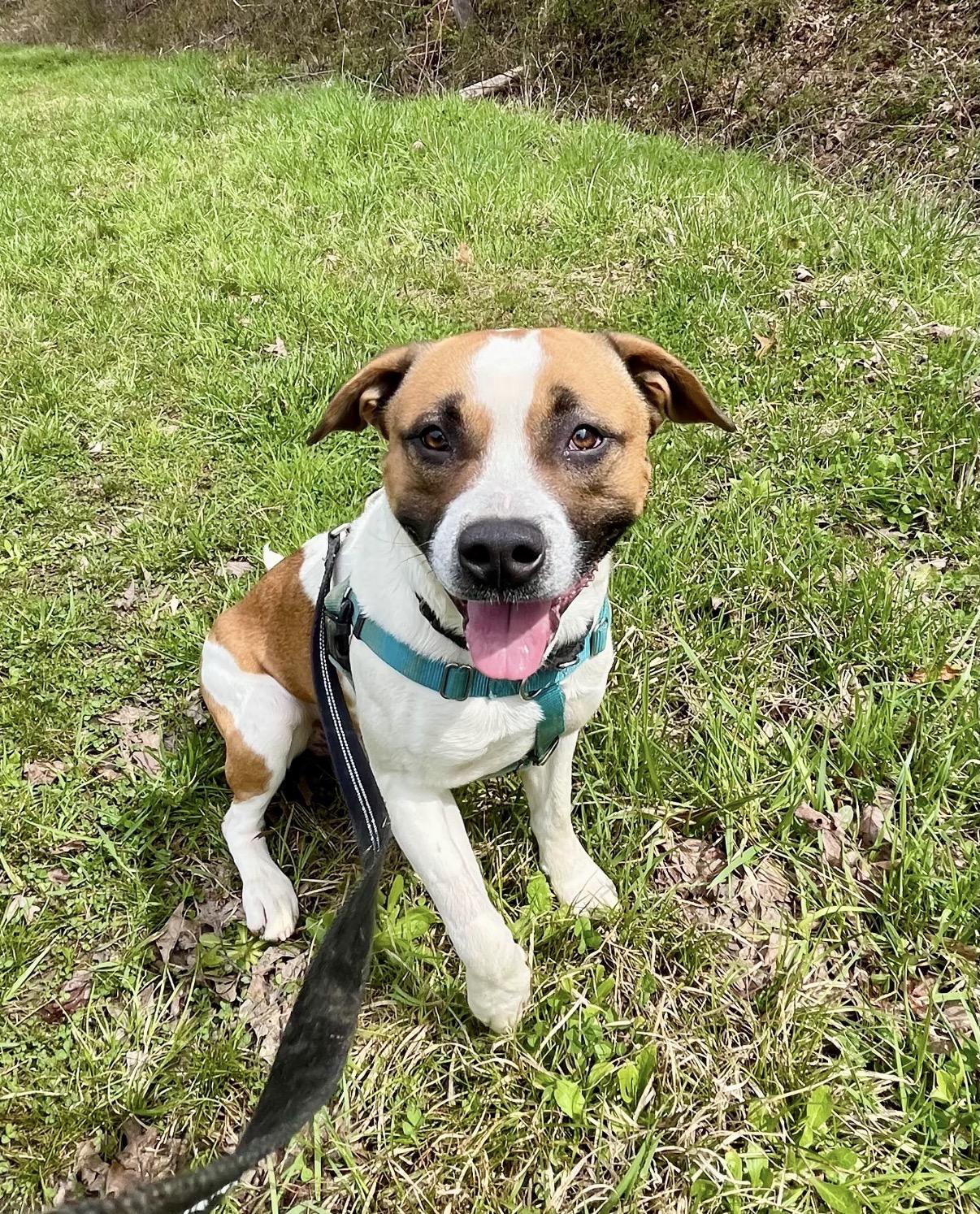 Marcelle Ledbetter, a ADOPTABLE mixed breed in Marshall, NC image 1/6