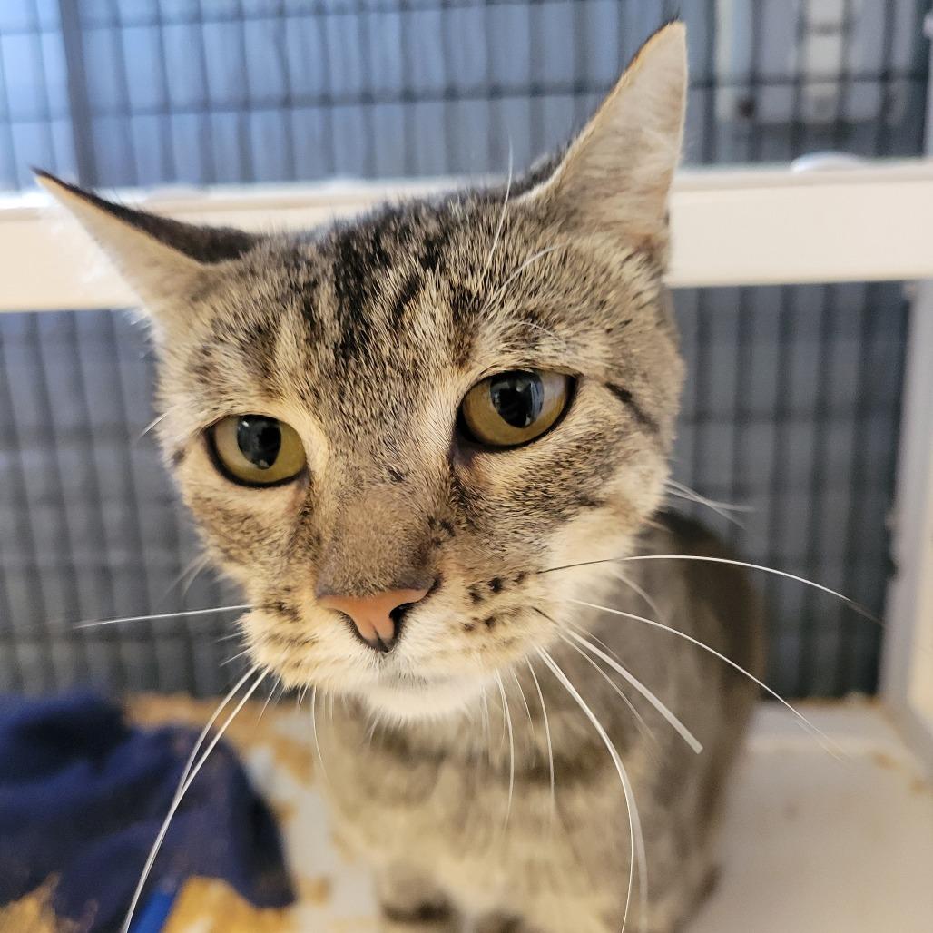 High Heel, Adoptable, Adult Female Domestic Short Hair.