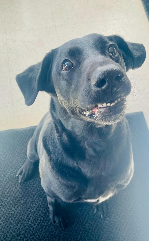 Koda, a Adoptable Labrador Retriever in Green River, WY image 1/6