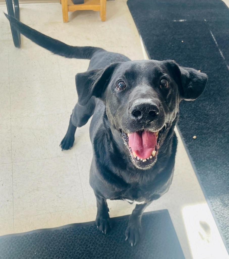 Koda, a Adoptable Labrador Retriever in Green River, WY image 2/6