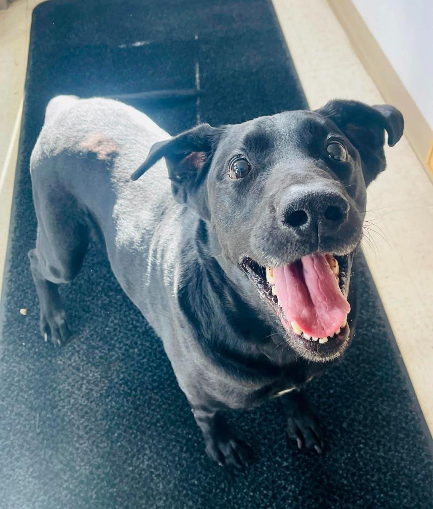 Koda, a Adoptable Labrador Retriever in Green River, WY image 3/6