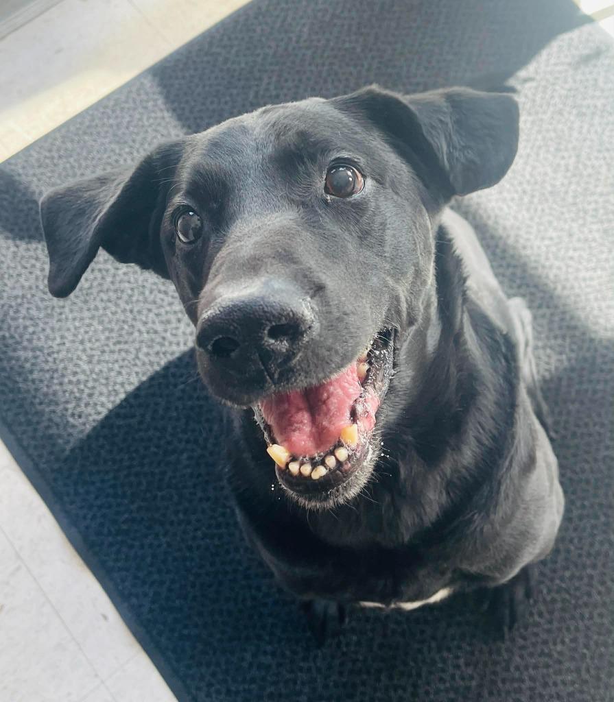 Koda, a Adoptable Labrador Retriever in Green River, WY image 4/6