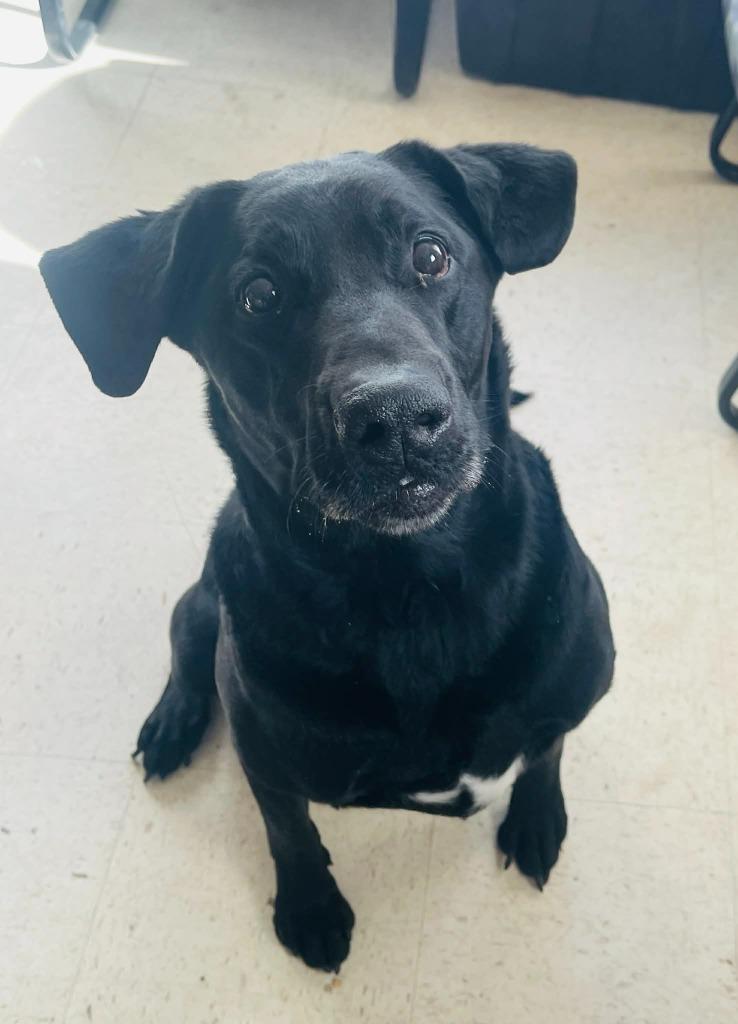 Koda, a Adoptable Labrador Retriever in Green River, WY image 5/6