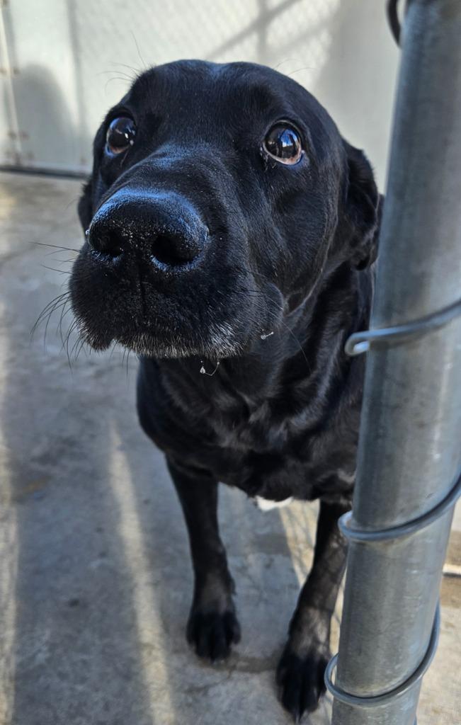 Koda, a Adoptable Labrador Retriever in Green River, WY image 6/6