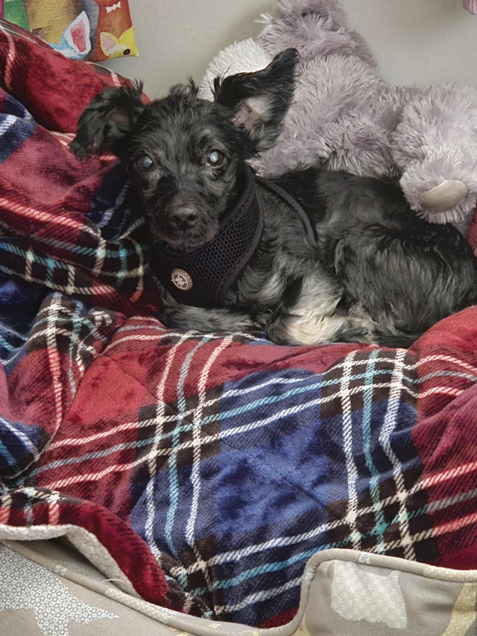 BUGGY, Adopted, Senior Male Terrier.