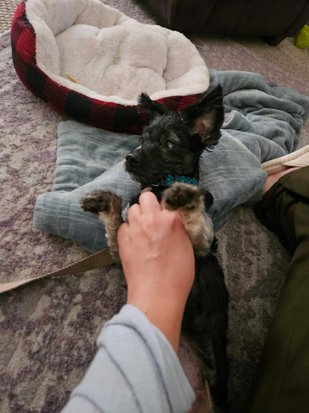 BUGGY, a Adopted Terrier in Athens, NY image 2/6