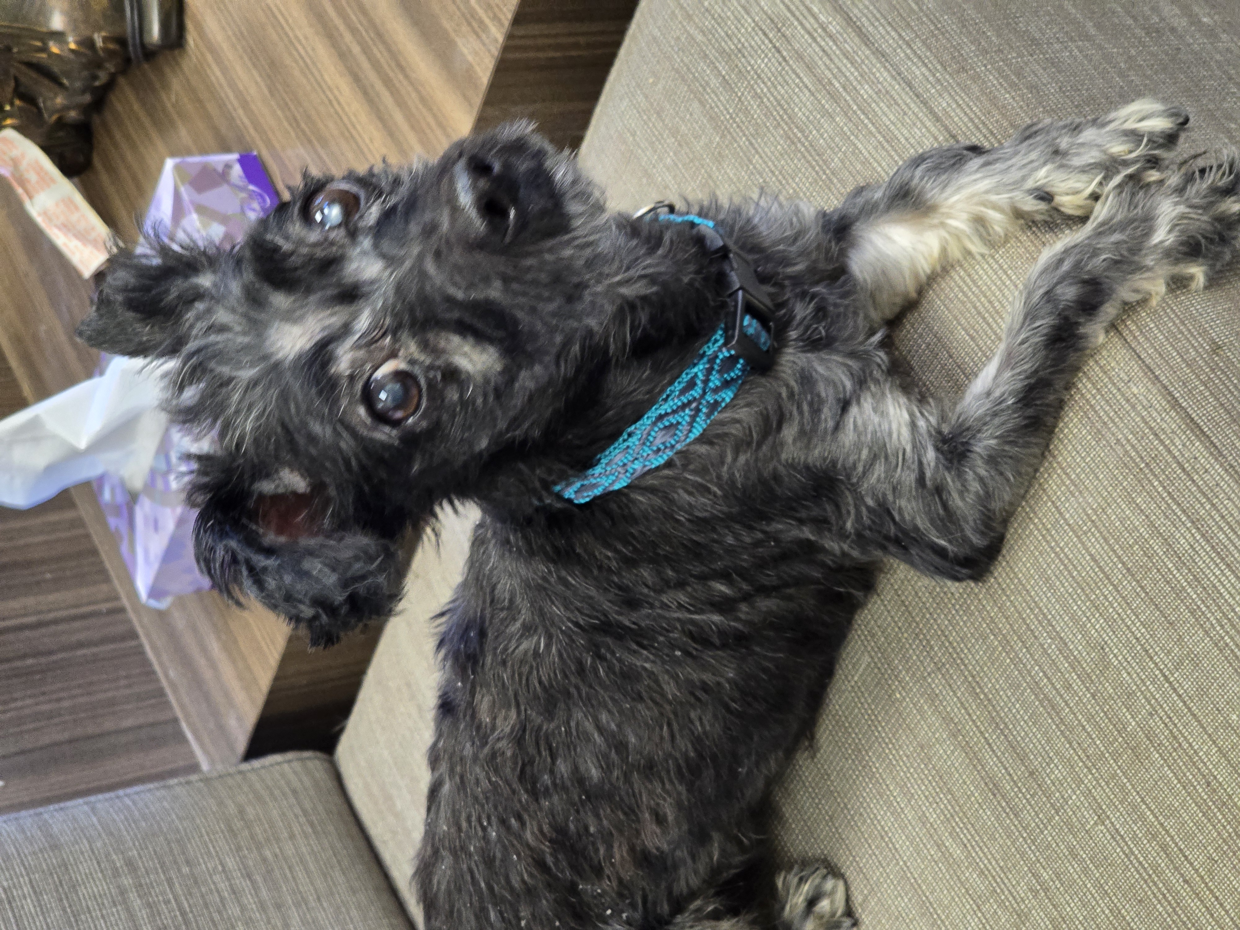 BUGGY, a Adopted Terrier in Athens, NY image 3/6