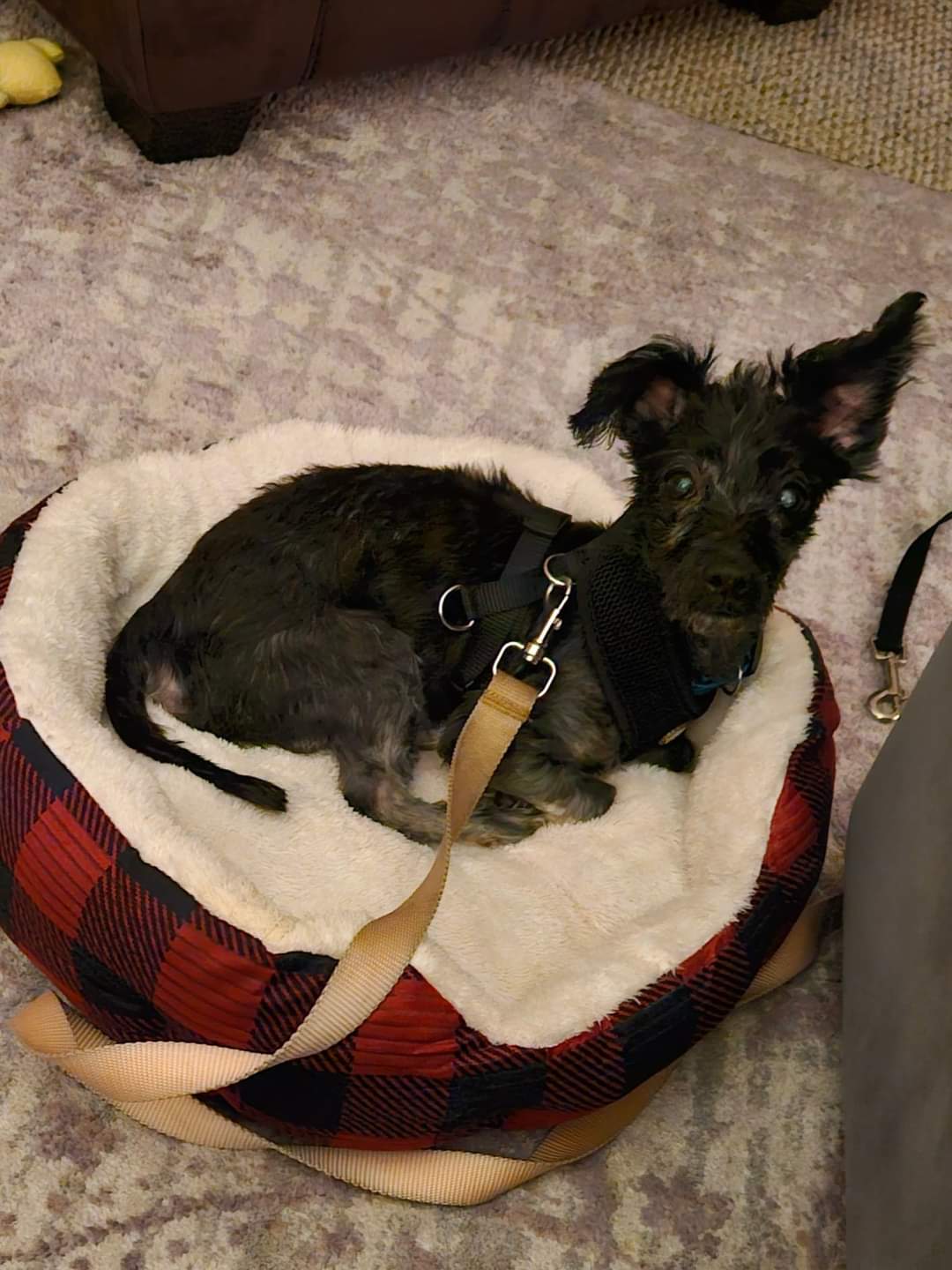 BUGGY, a Adopted Terrier in Athens, NY image 4/6