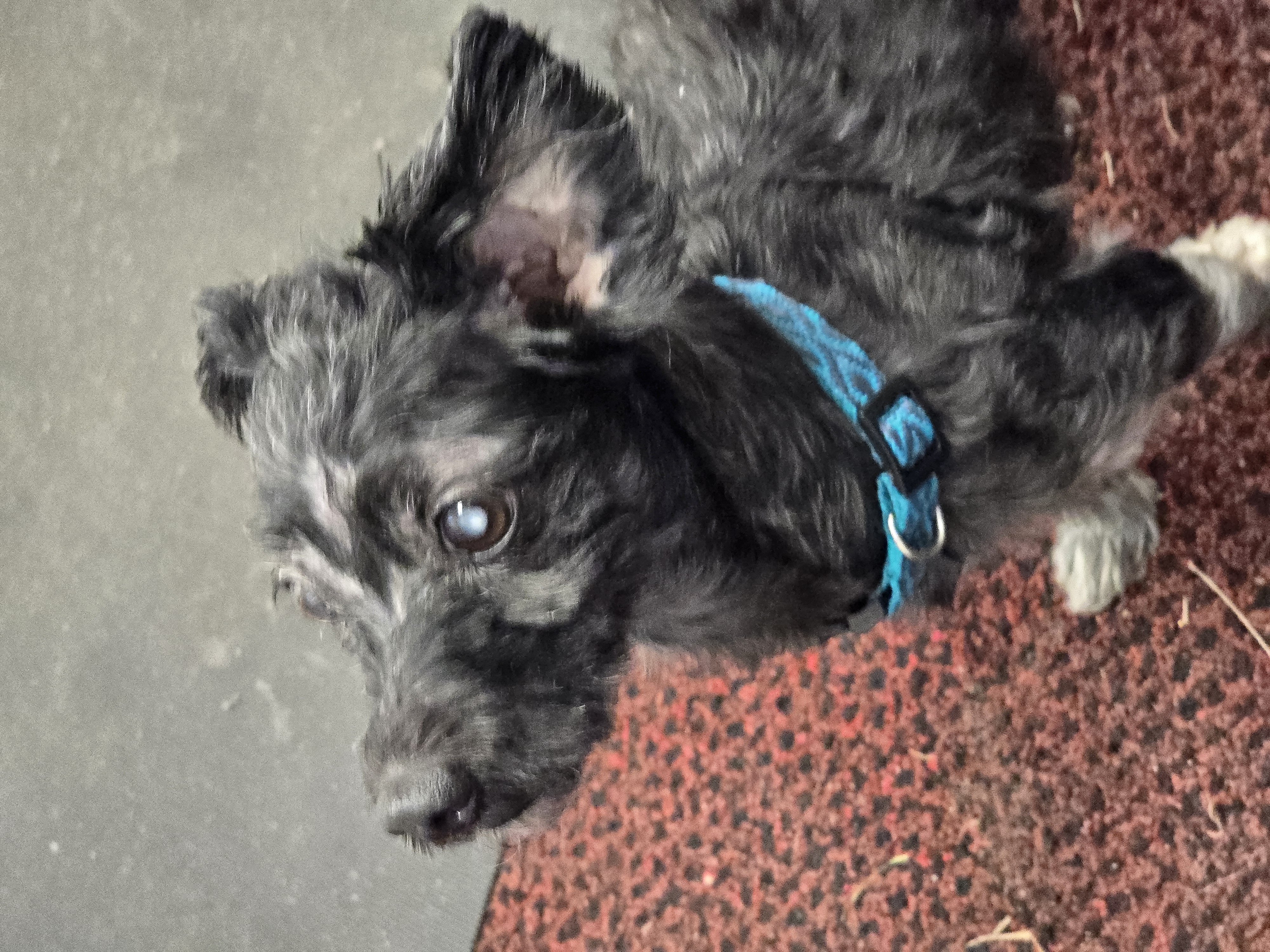 BUGGY, a Adopted Terrier in Athens, NY image 5/6