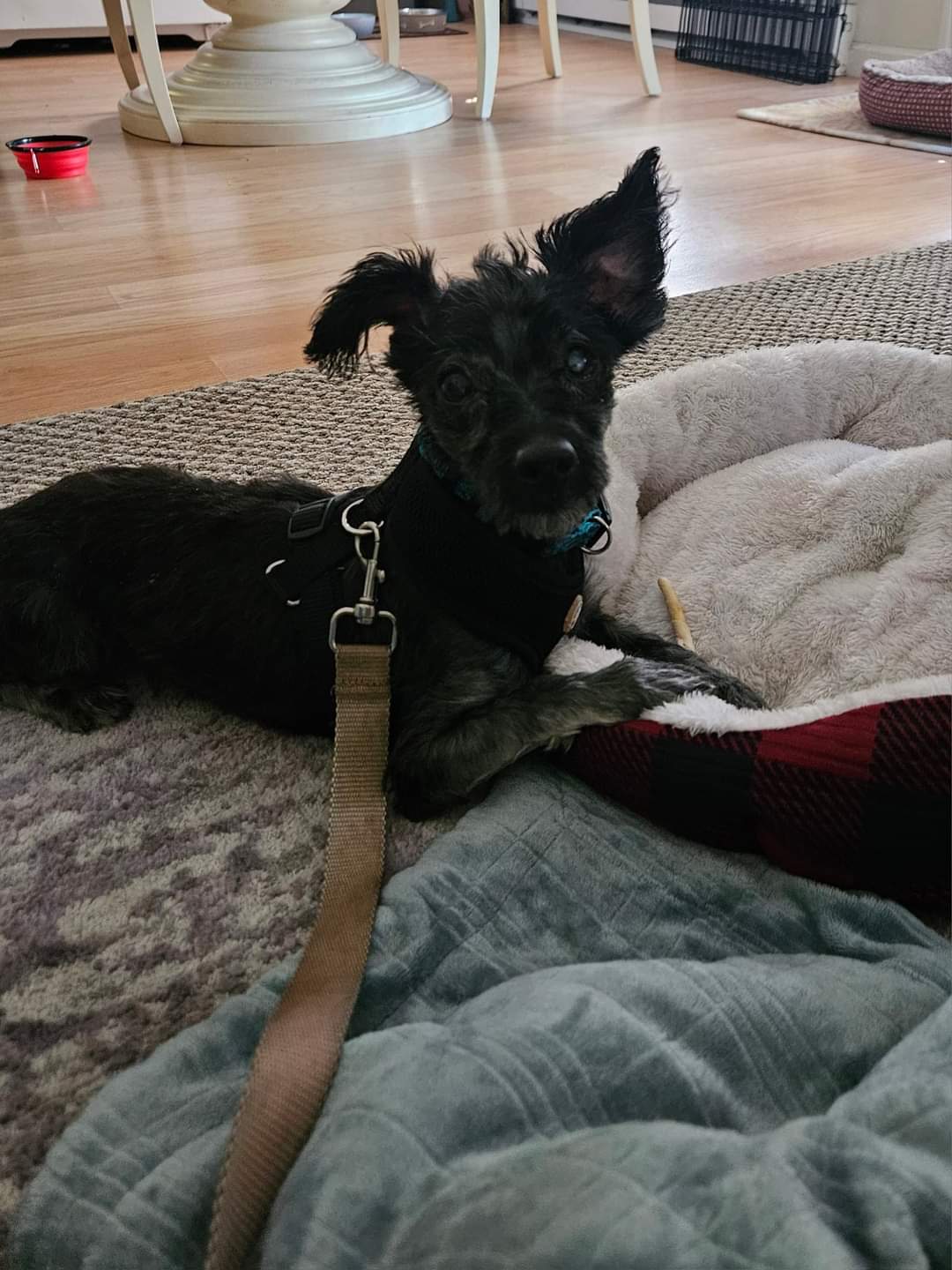 BUGGY, a Adopted Terrier in Athens, NY image 6/6