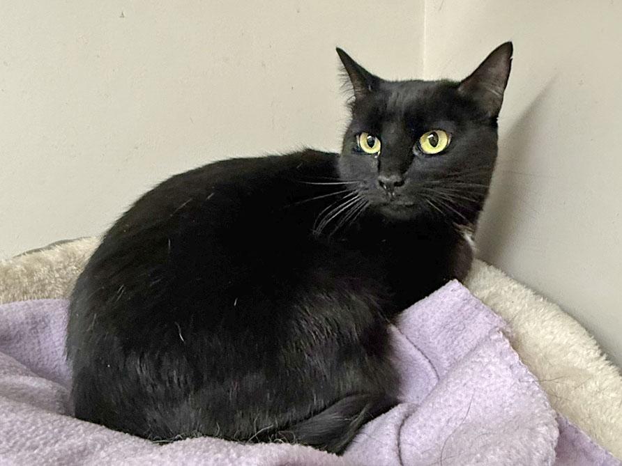 Lilly, a Adoptable mixed breed in E Falmouth, MA image 3/5