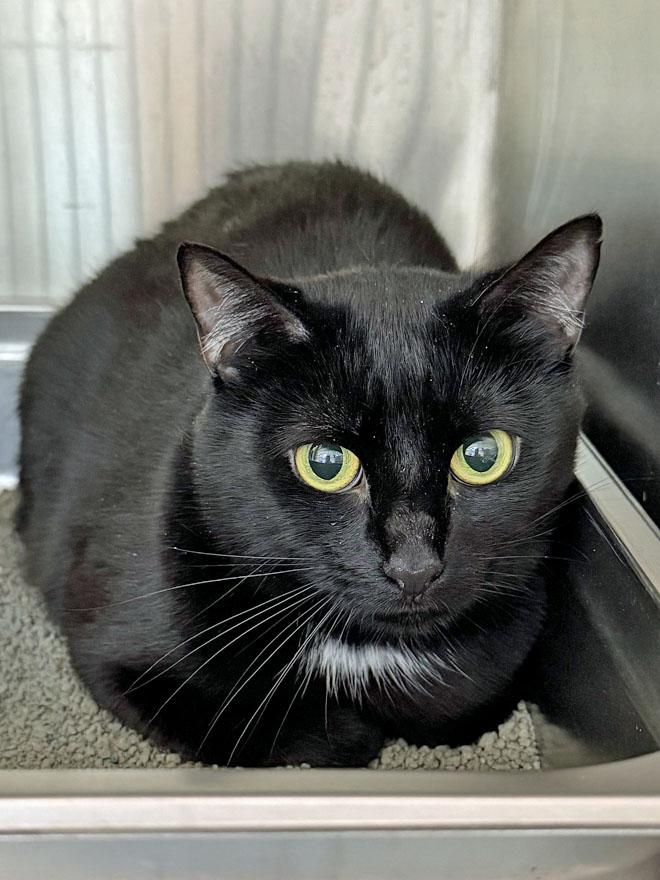 Lilly, a Adoptable mixed breed in E Falmouth, MA image 4/5