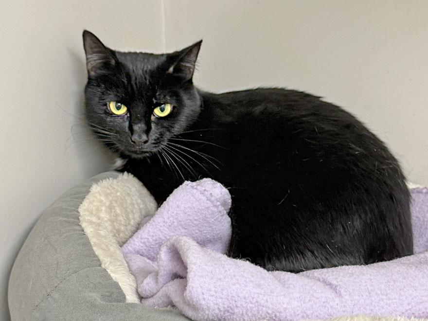 Lilly, a Adoptable mixed breed in E Falmouth, MA image 5/5