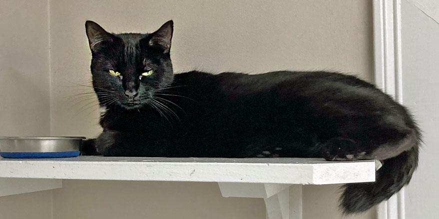 Lilly, a Adoptable mixed breed in E Falmouth, MA image 2/5