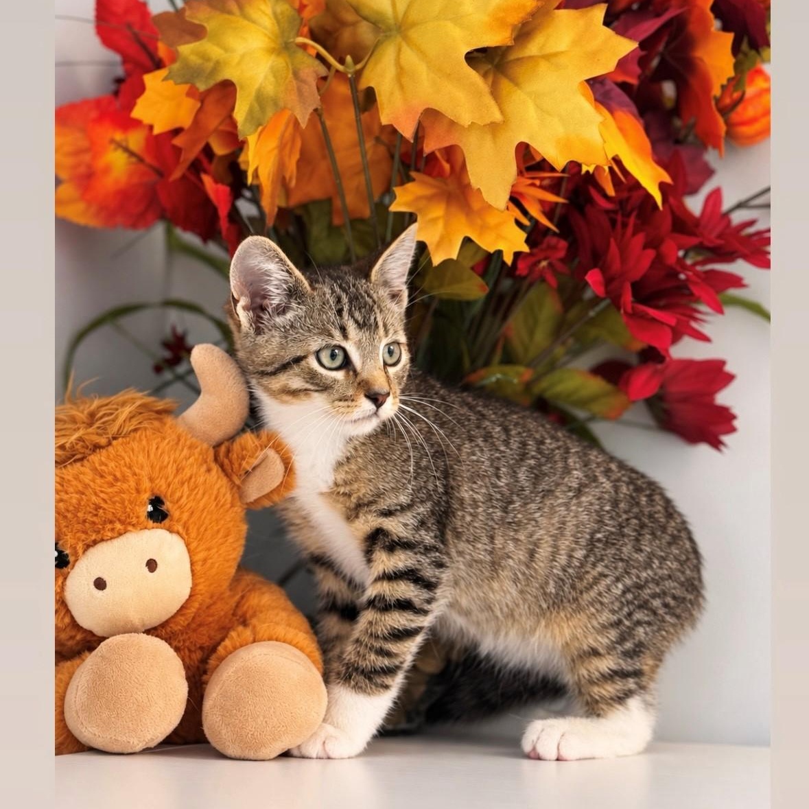 Enlarge Bull, a Adoptable Domestic Short Hair in Syosset, NY image 1/1