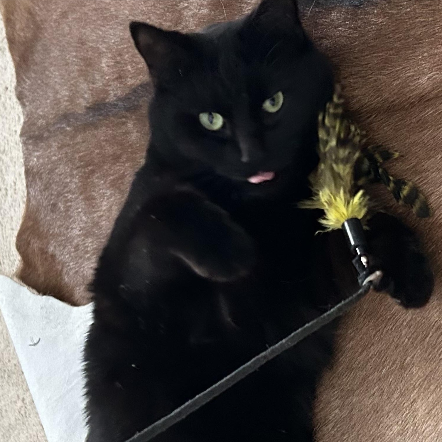 Suki Grace, a ADOPTABLE Domestic Short Hair in Belmont, NC image 1/5