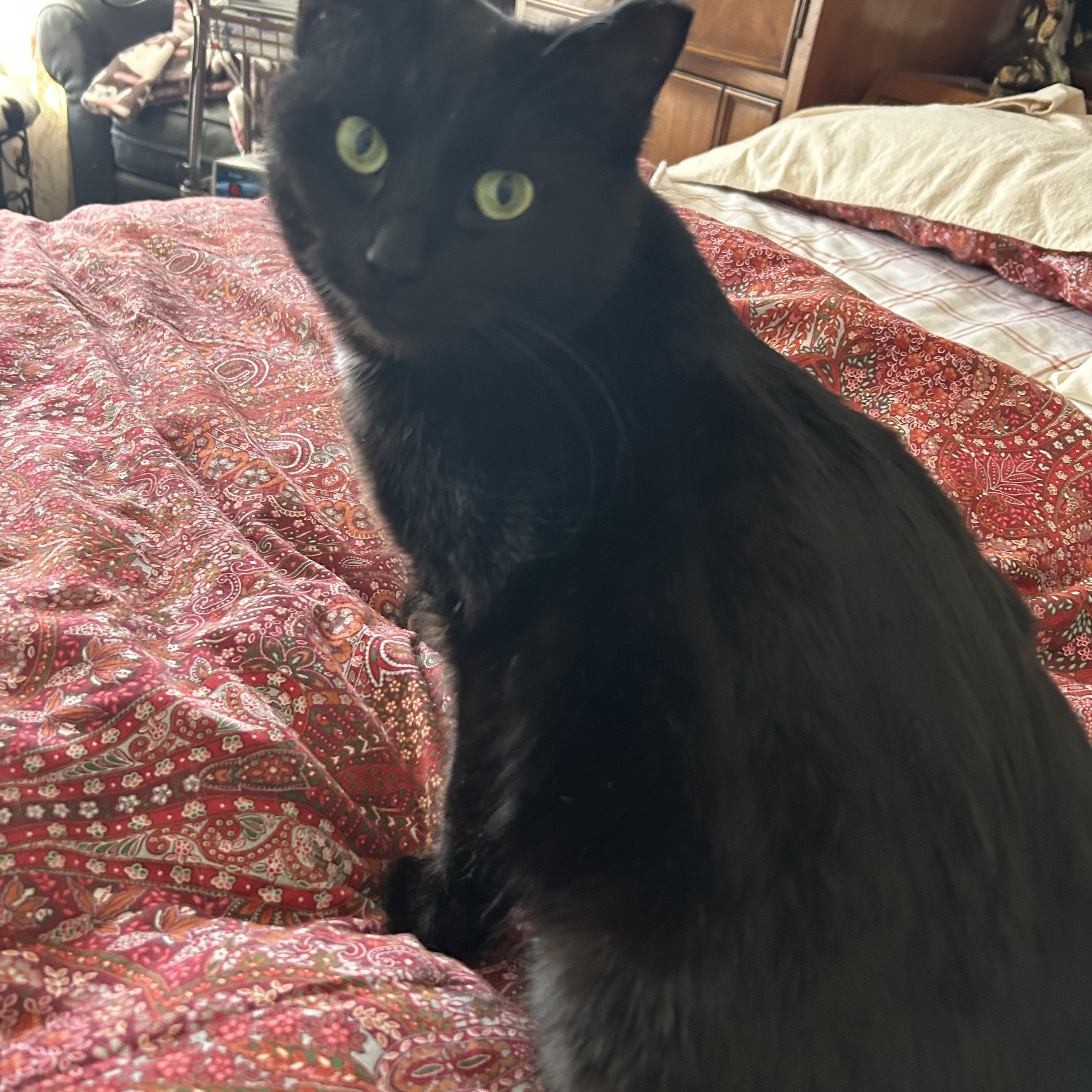 Suki Grace, a ADOPTABLE Domestic Short Hair in Belmont, NC image 2/5