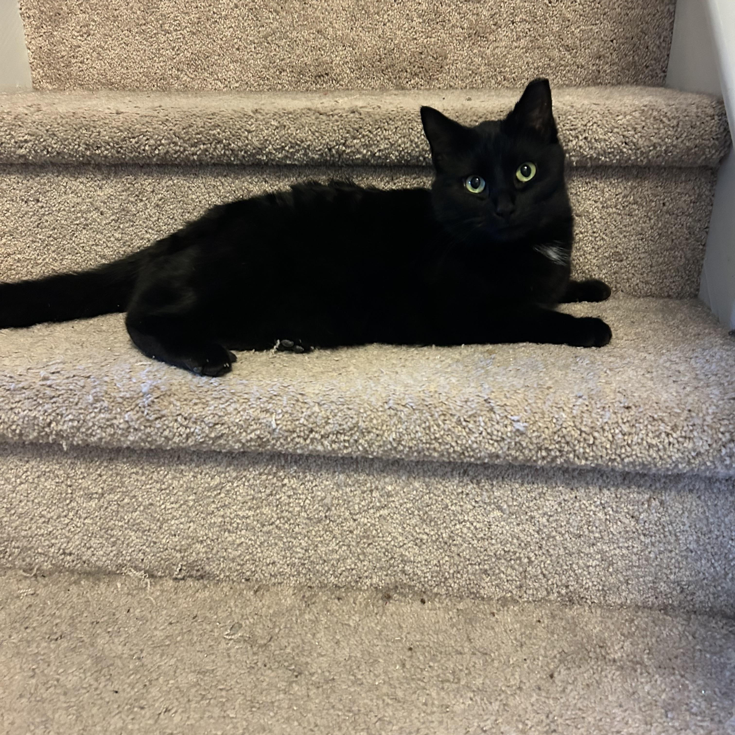 Suki Grace, a ADOPTABLE Domestic Short Hair in Belmont, NC image 5/5