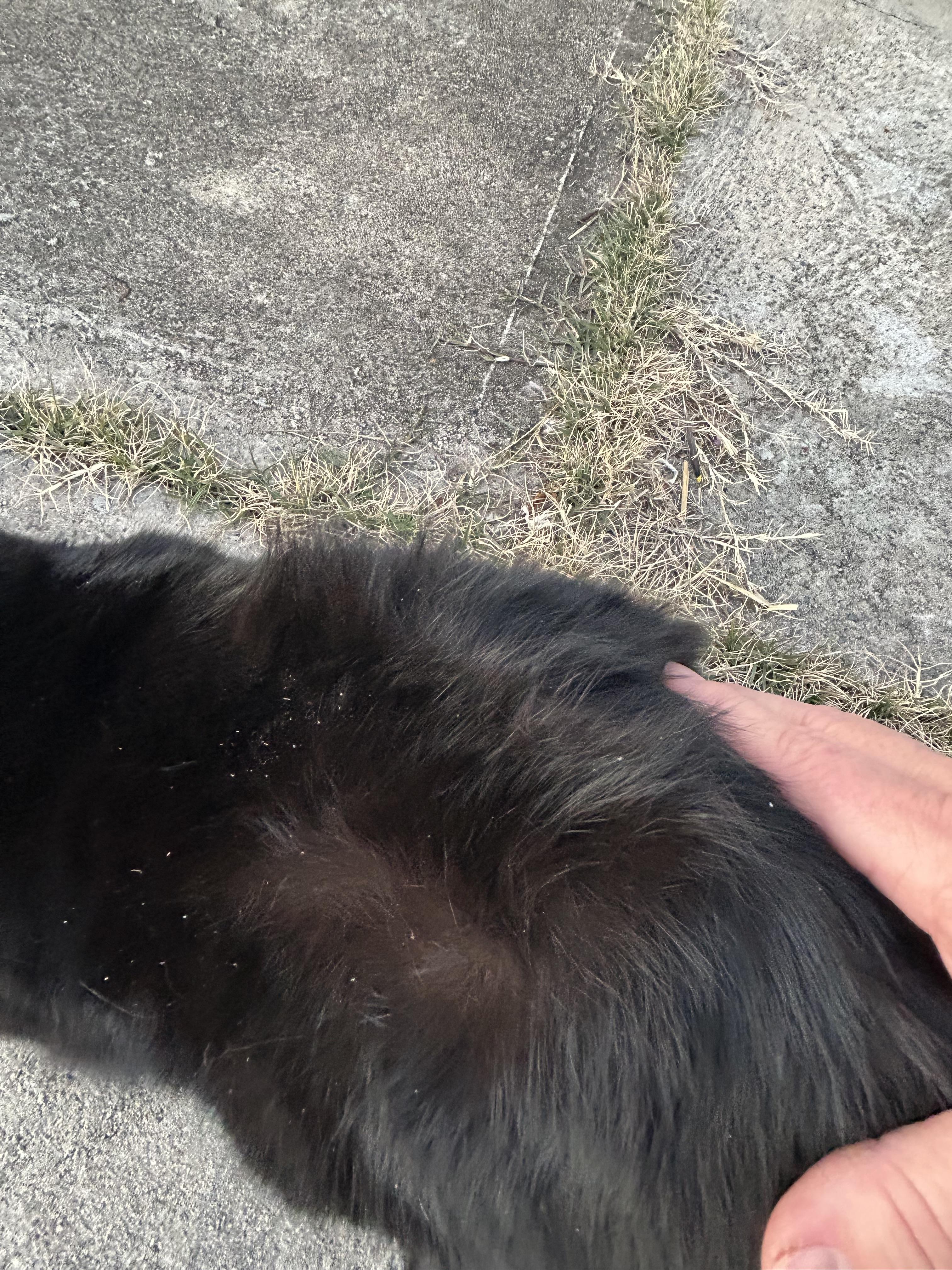 Suki Grace, a ADOPTABLE Domestic Short Hair in Belmont, NC image 4/5