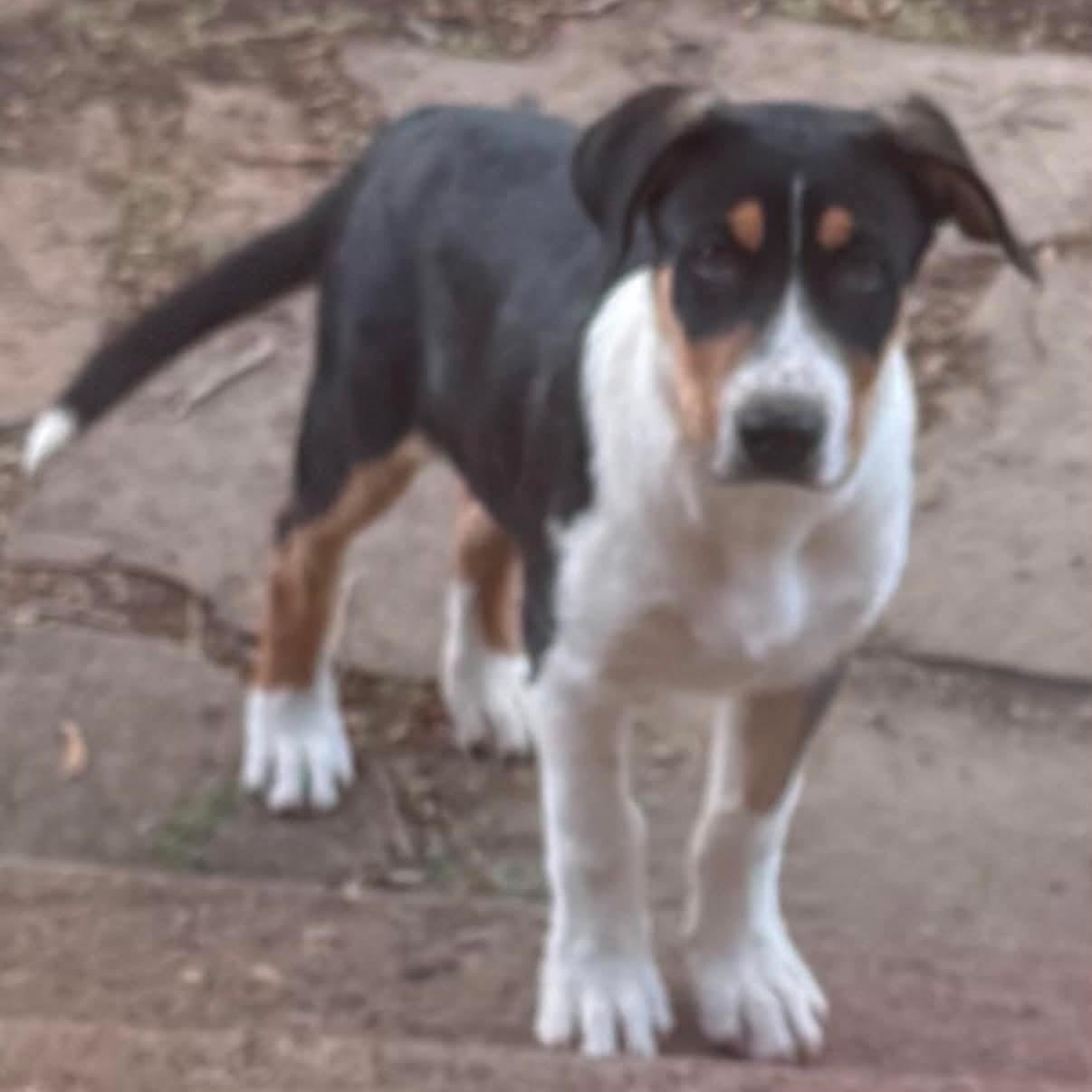 Shez, a Adoptable mixed breed in Glenolden, PA image 2/4