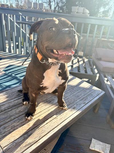 Max, ADOPTABLE, Adult Male American Staffordshire Terrier.