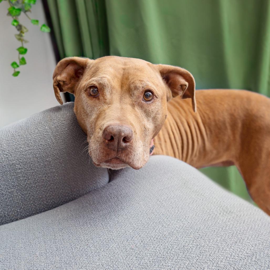 La Santa, Adoptable, Senior Female American Staffordshire Terrier.
