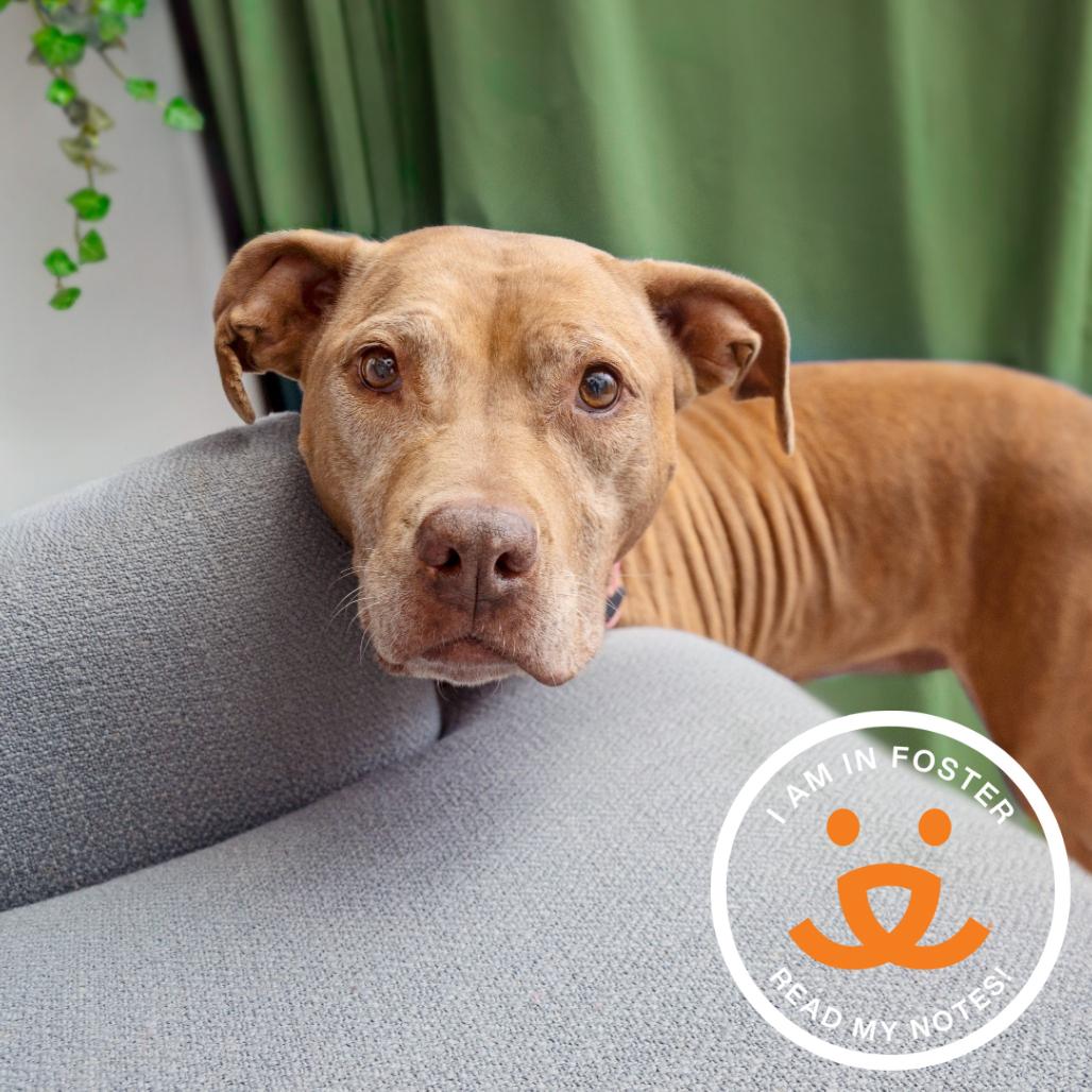 La Santa, Adoptable, Adult Female American Staffordshire Terrier.