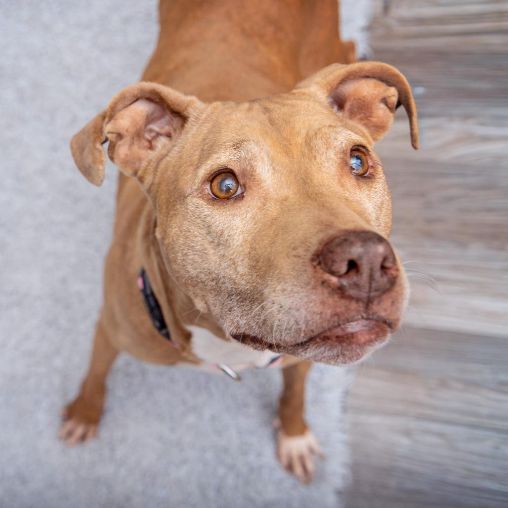 Enlarge La Santa, a Adoptable mixed breed in Los Angeles, CA image 2/2