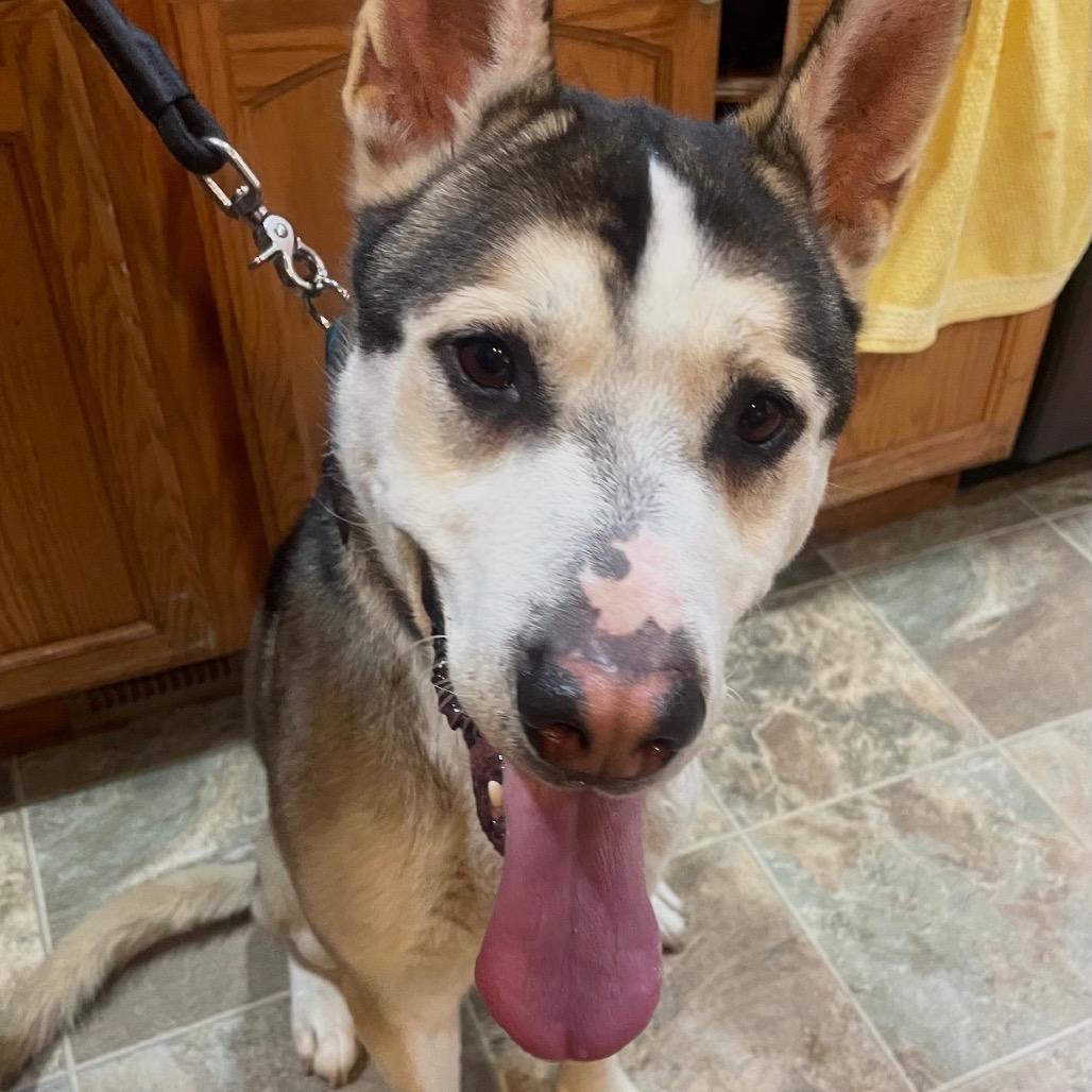 Louie, a Adoptable mixed breed in Tacoma, WA image 1/6