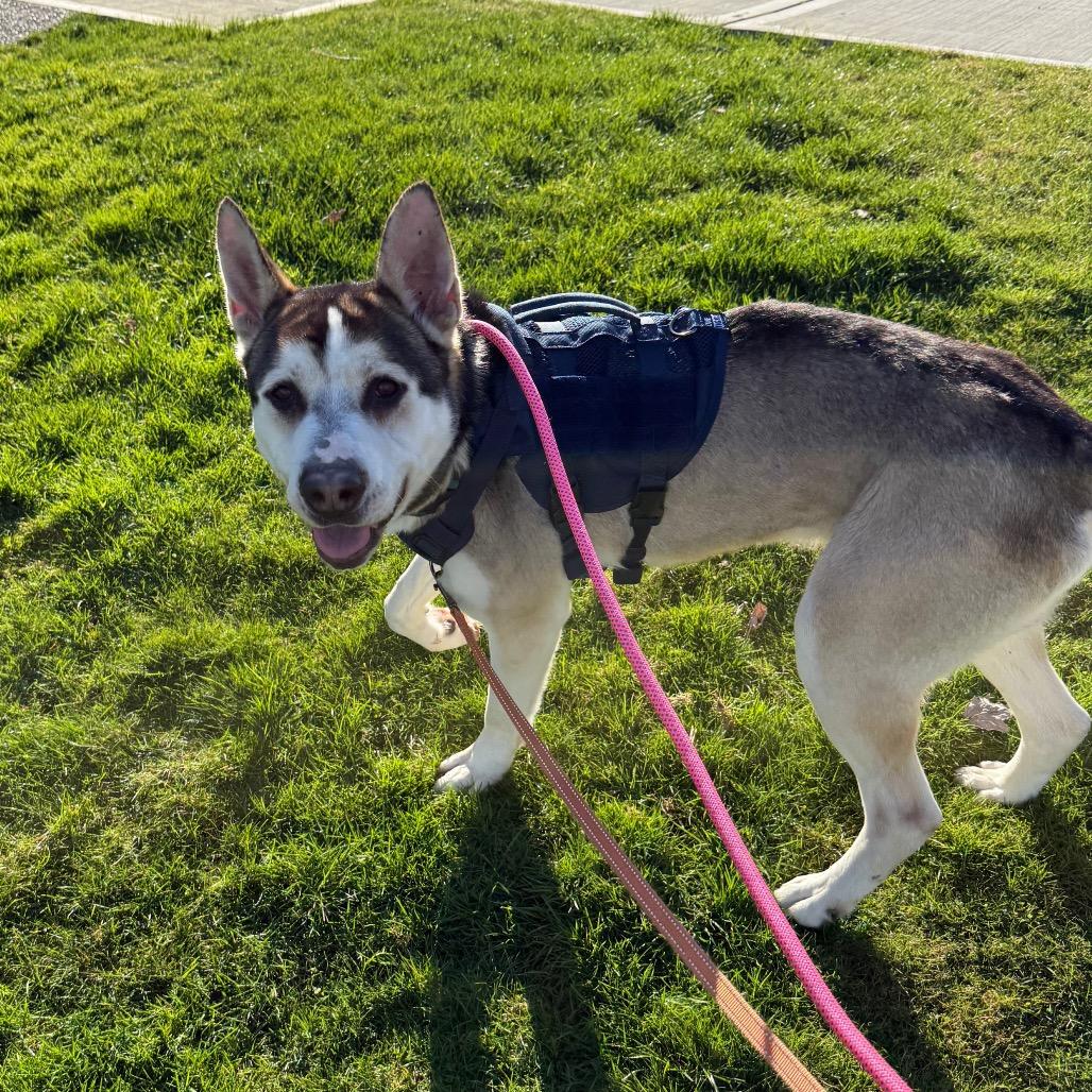 Louie, a Adoptable mixed breed in Tacoma, WA image 2/6