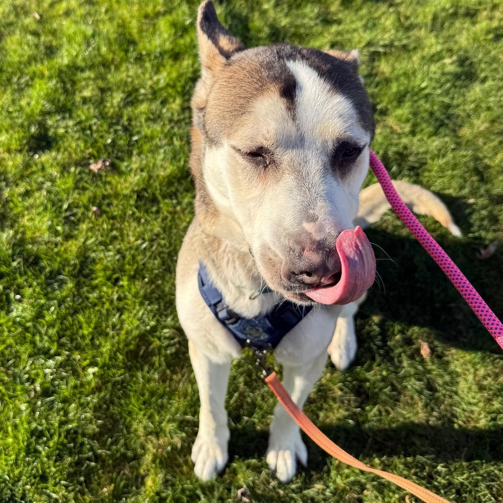Louie, a Adoptable mixed breed in Tacoma, WA image 4/6