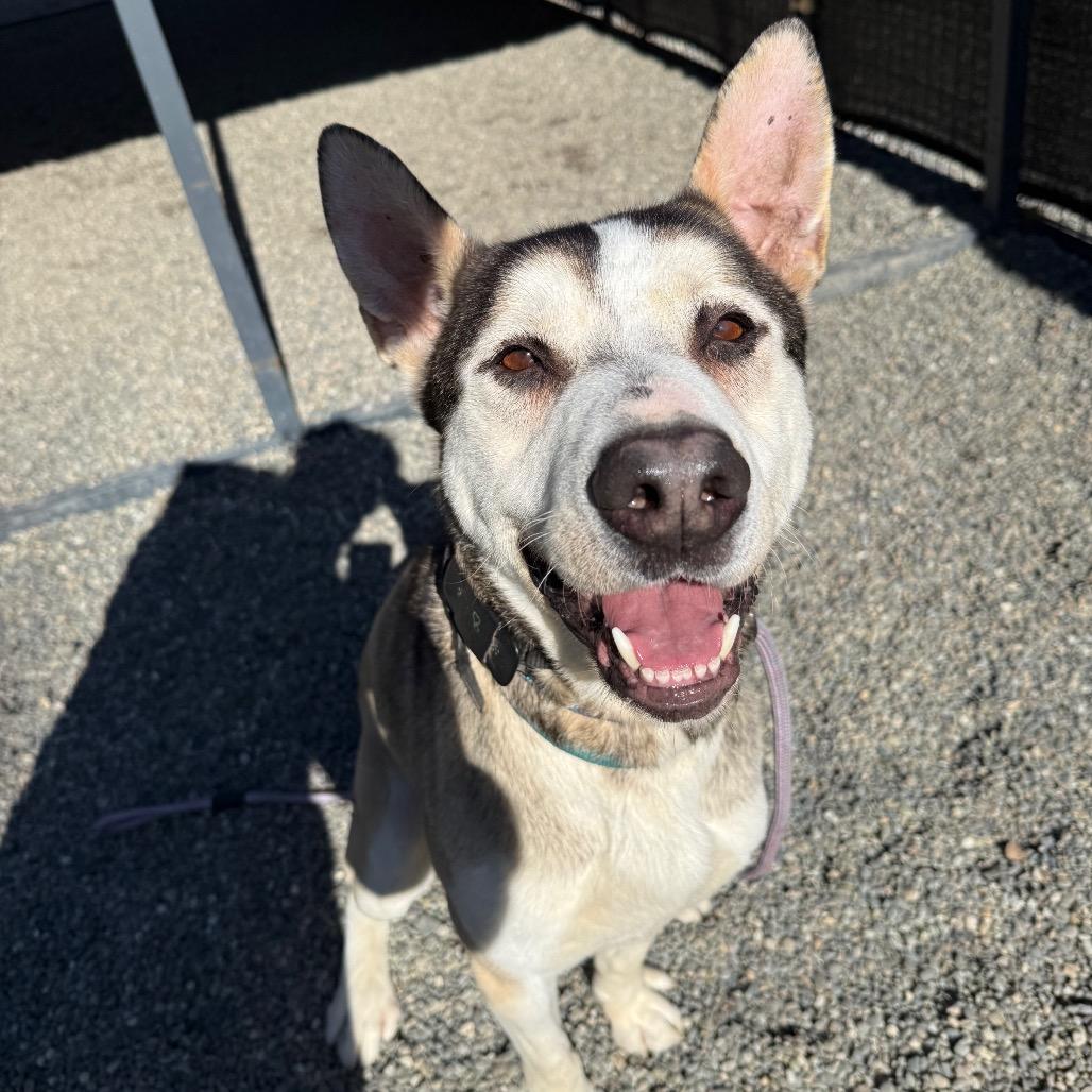 Louie, a Adoptable mixed breed in Tacoma, WA image 5/6