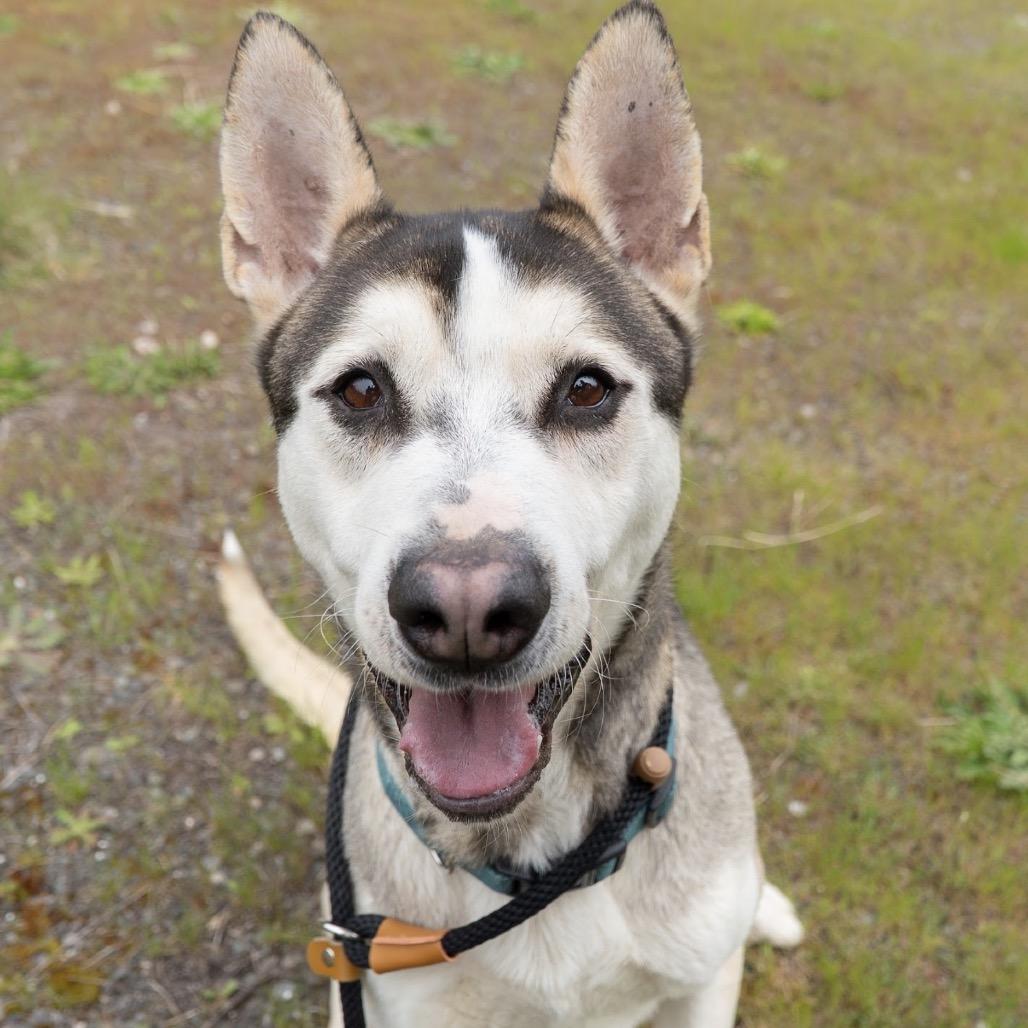 Enlarge Louie, a Adoptable mixed breed in Tacoma, WA image 5/6
