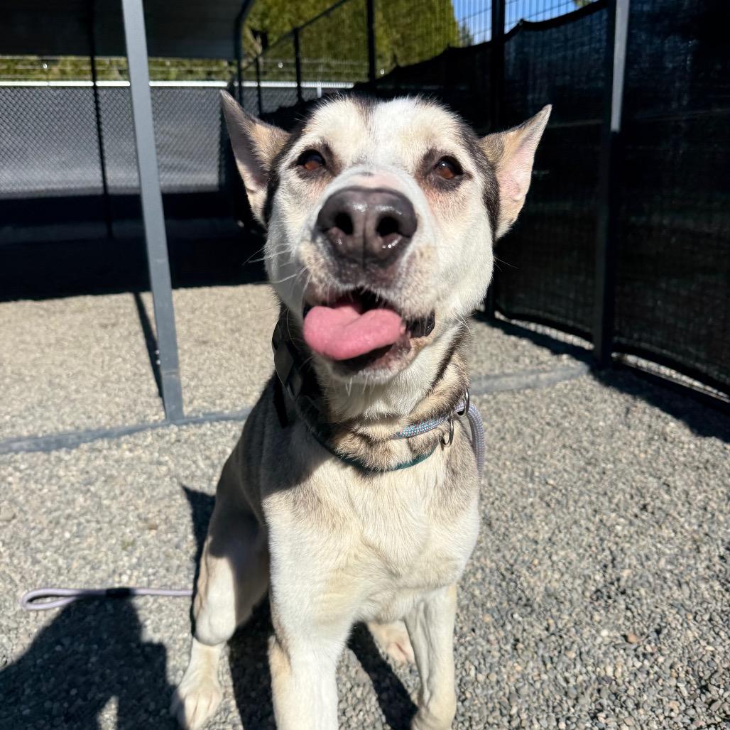 Louie, a Adoptable mixed breed in Tacoma, WA image 6/6