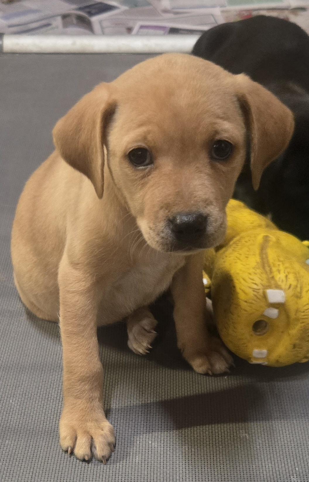 Enlarge CHARLIE, a Adopted mixed breed in Byhalia, MS image 1/1