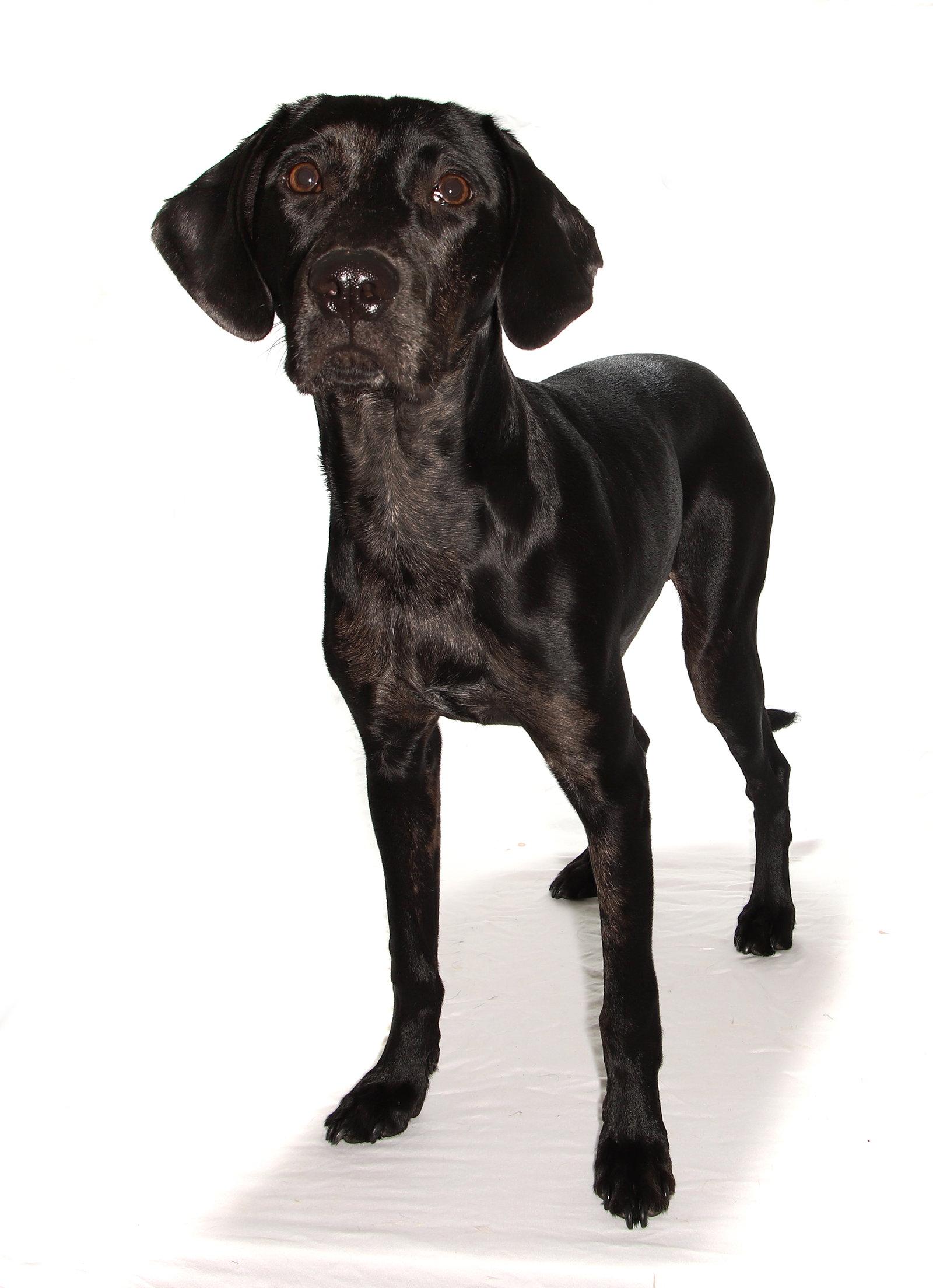 Jobi, Adoptable, Young Male Black Labrador Retriever.