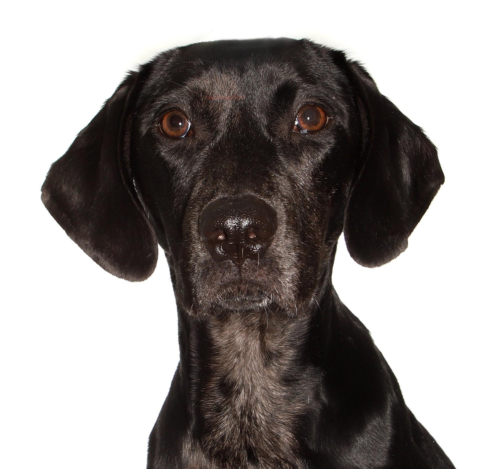 Enlarge Jobi, a Adoptable Black Labrador Retriever in Oakland Park, FL image 2/3