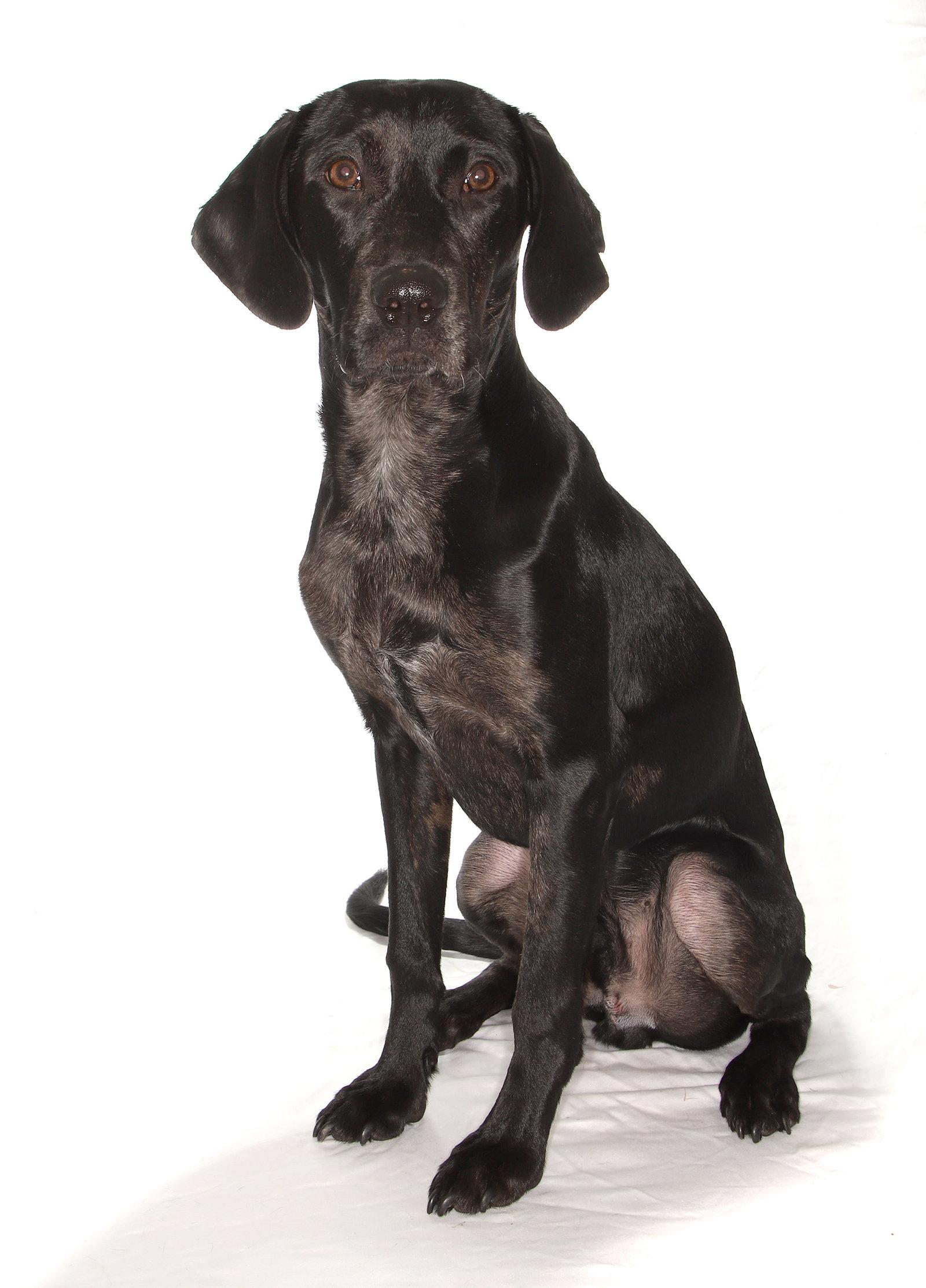 Enlarge Jobi, a Adoptable Black Labrador Retriever in Oakland Park, FL image 3/3