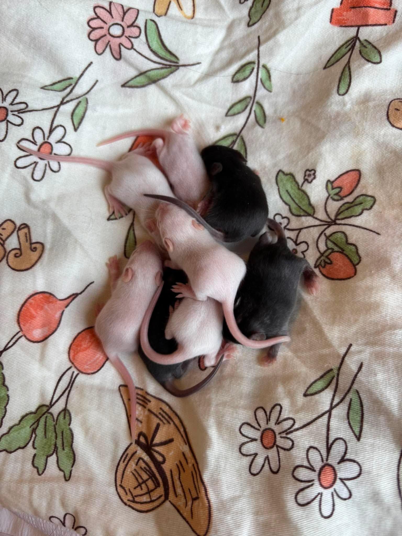 Enlarge Baby mice, a ADOPTABLE Mouse in Springfield, OR image 2/6