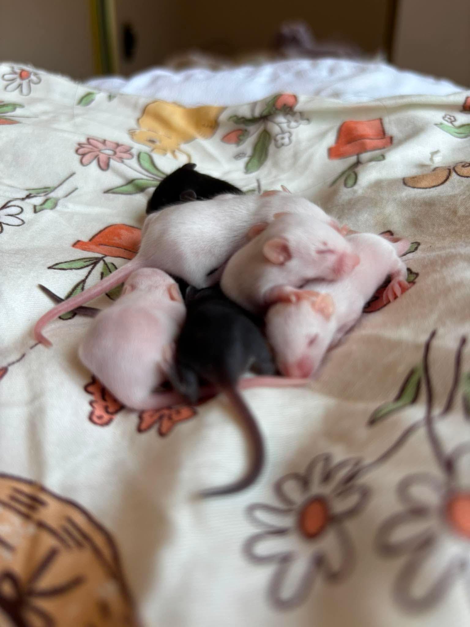 Enlarge Baby mice, a ADOPTABLE Mouse in Springfield, OR image 3/6