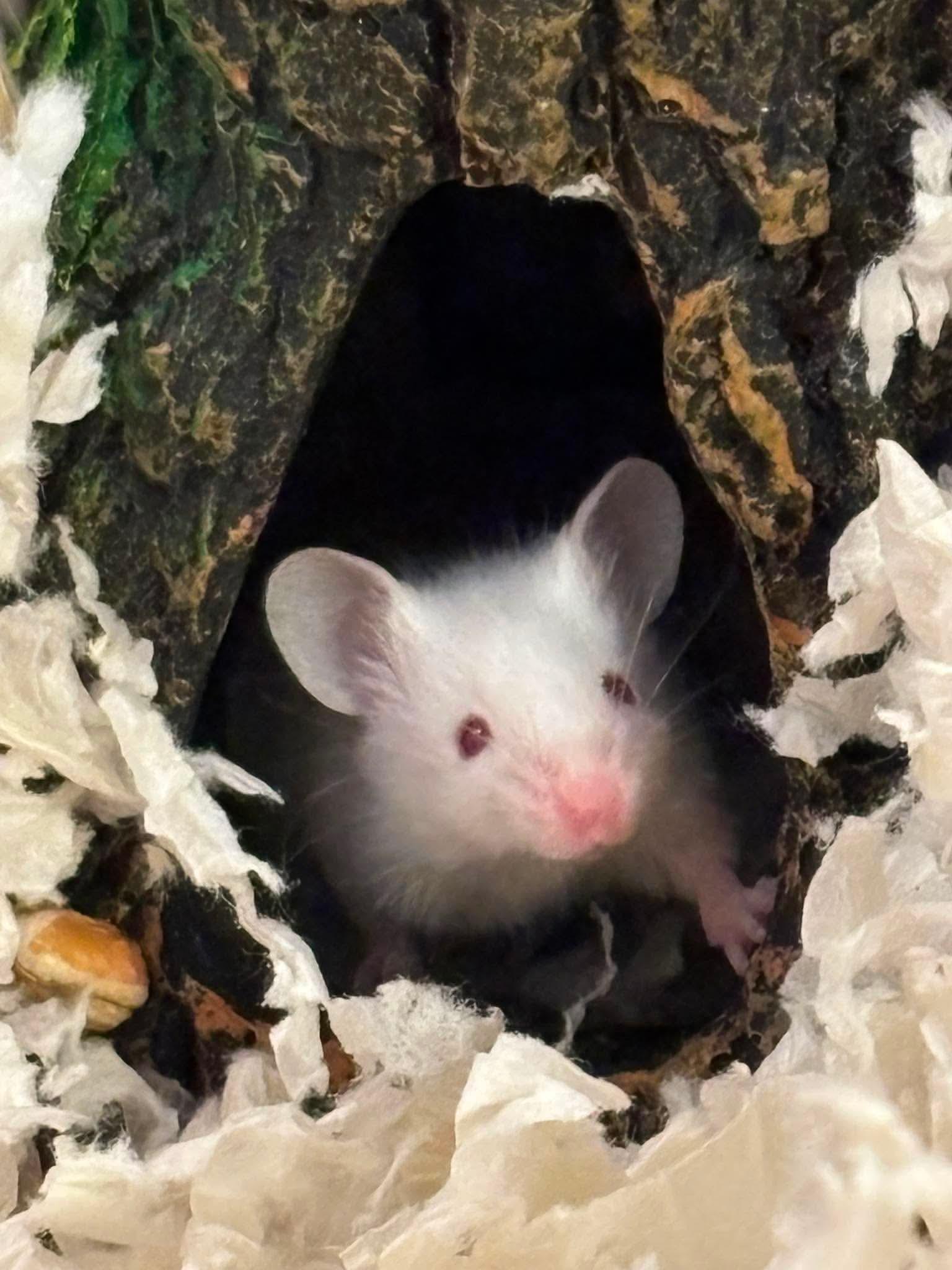 Enlarge Baby mice, a ADOPTABLE Mouse in Springfield, OR image 5/6