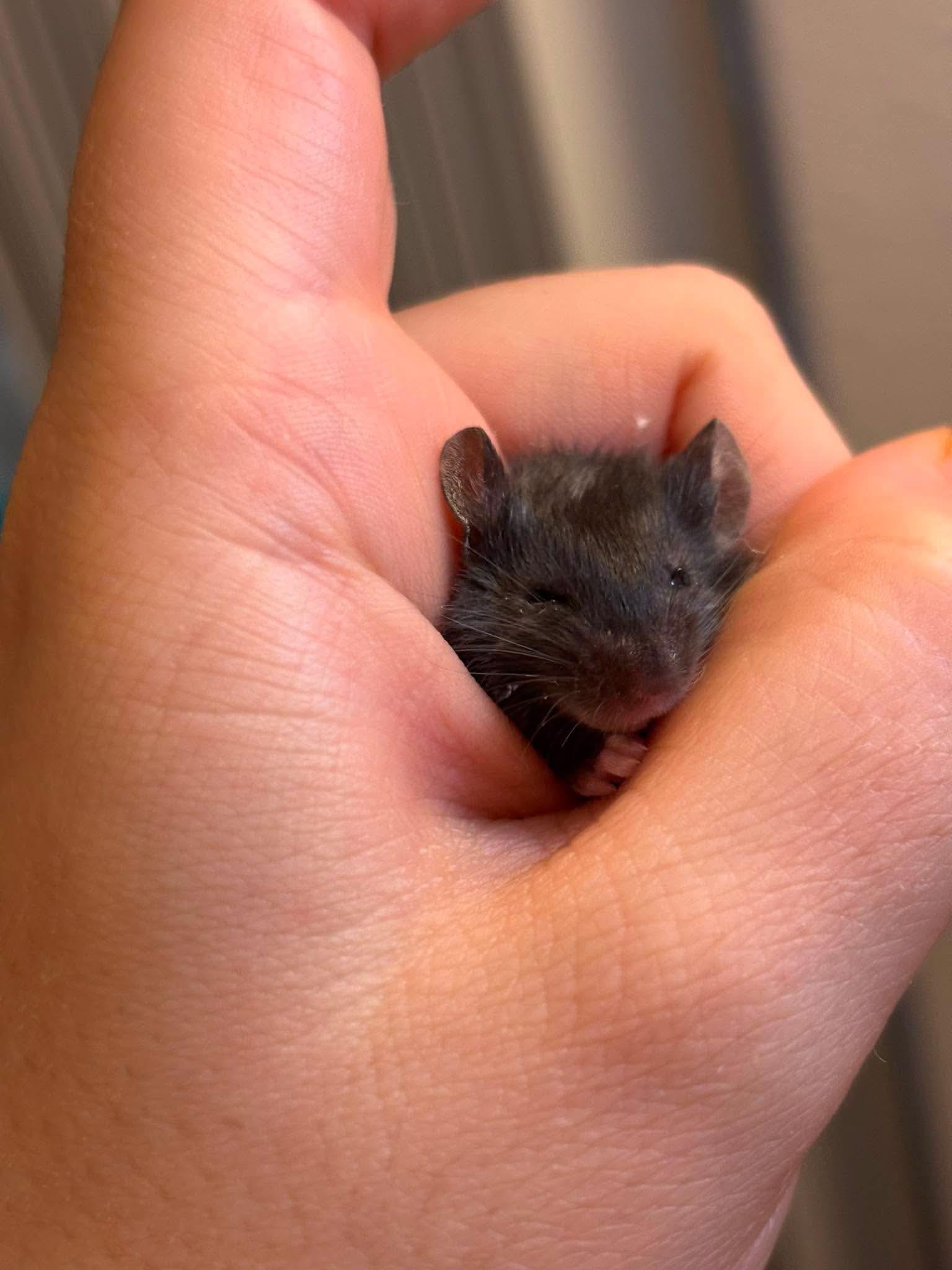 Enlarge Baby mice, a ADOPTABLE Mouse in Springfield, OR image 4/6