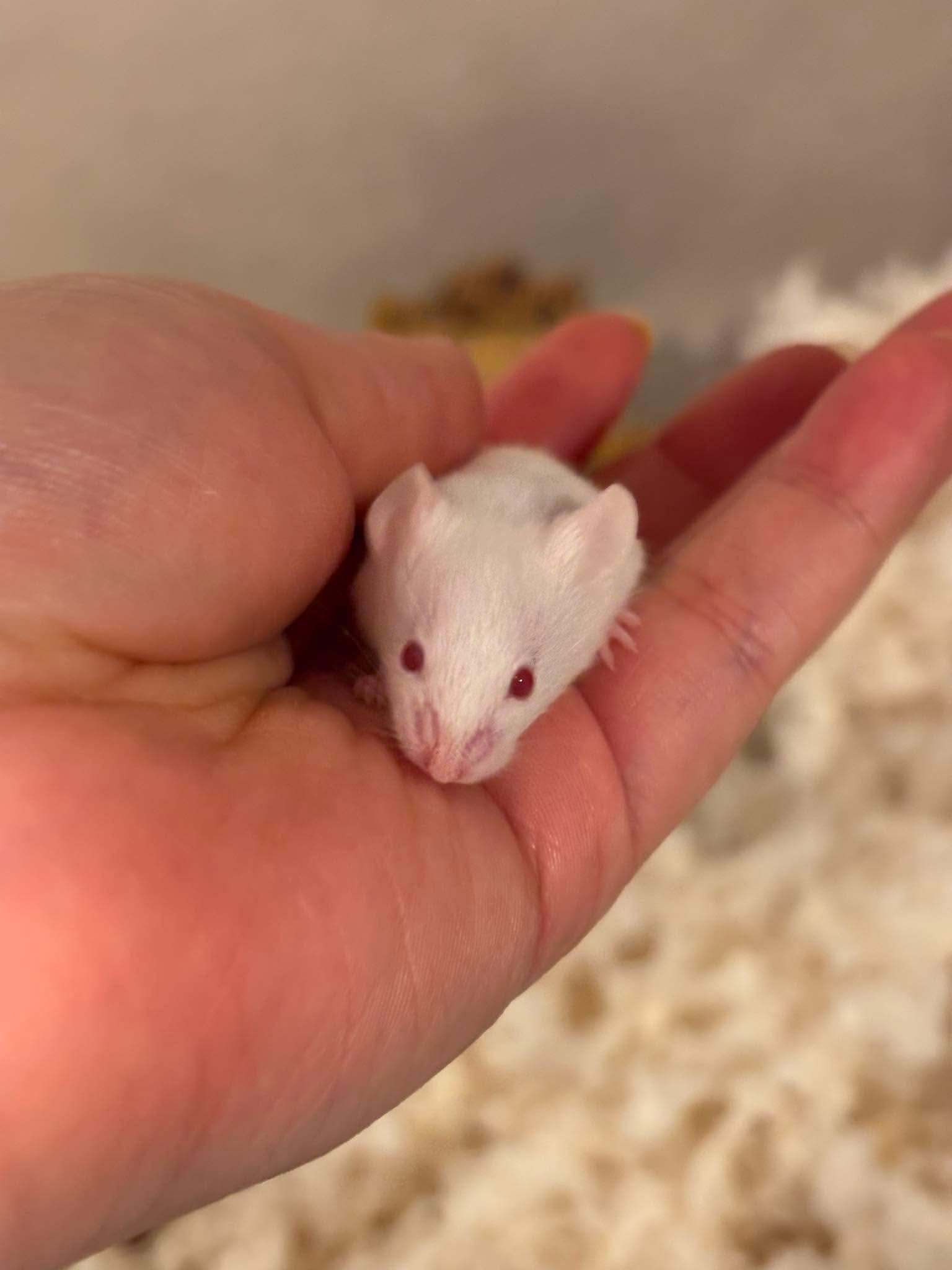 Baby mice, ADOPTABLE, Baby Female Mouse.