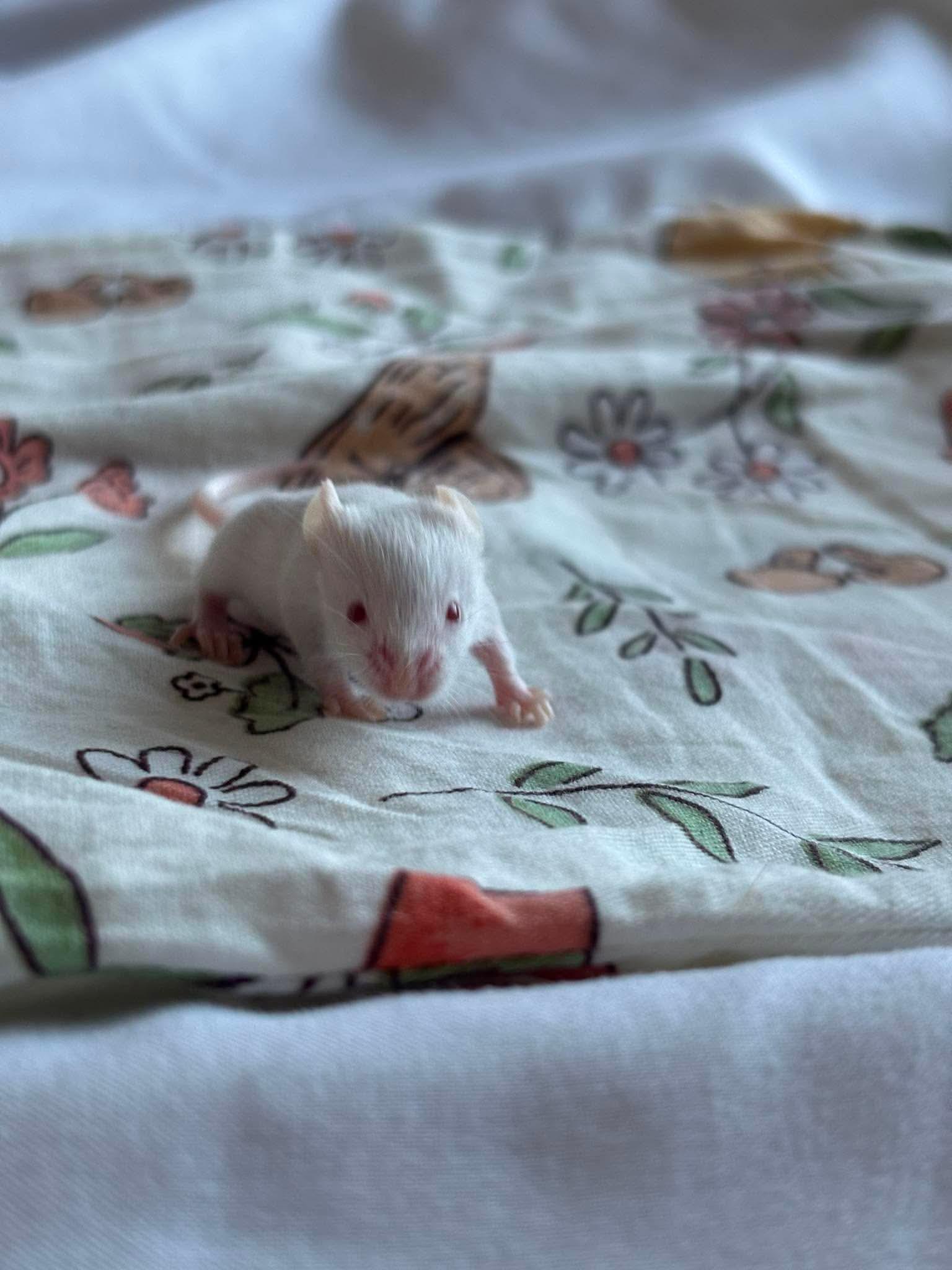 Enlarge Baby mice, a ADOPTABLE Mouse in Springfield, OR image 6/6