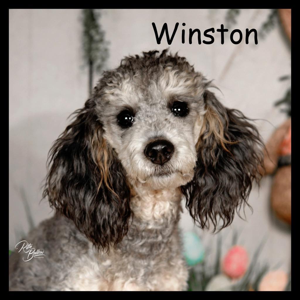 Winston, Adoptable, Young Male Poodle.