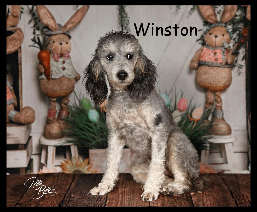 Enlarge Winston, a Adoptable Poodle in Miami, OK image 2/6