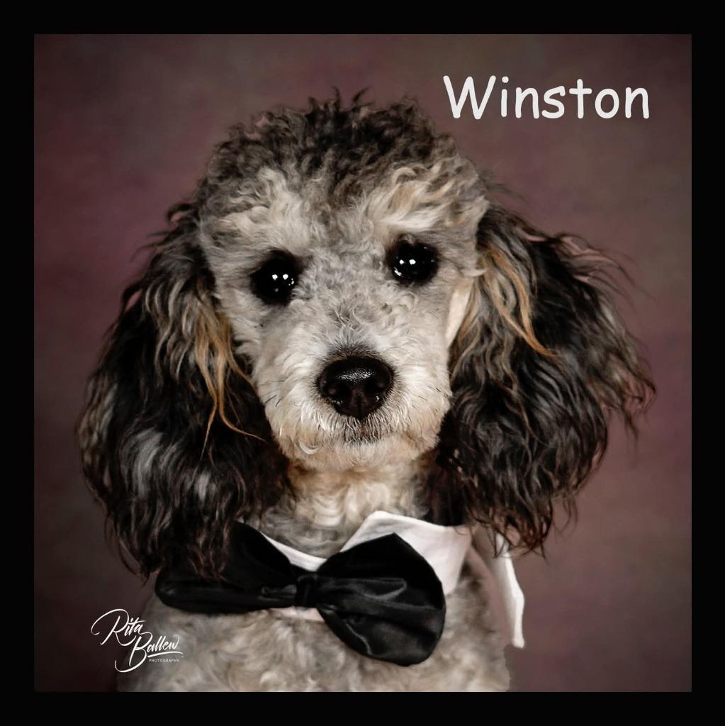 Enlarge Winston, a Adoptable Poodle in Miami, OK image 4/6
